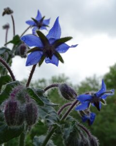 Blue borage flowers with droplets of water against a cloudy sky backdrop.