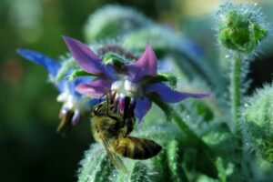 A honeybee gathering nectar from the flower with purple and blue petals.