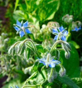 Blue borage flowers with hairy stems and leaves in bright sunlight.