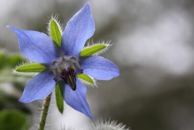 A close-up photograph of a borage flower in bloom. The flower has a delicate structure with five vivid blue petals that are slightly pointed at the tips, forming a star shape. In the center, black anthers on white filaments surround a white stigma. The flower is framed by several green, fuzzy sepals and the plant's hairy stems, with a soft-focus background that gives a peaceful, natural atmosphere to the image.