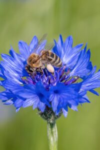 A bee collecting pollen on a vibrant blue borage flower.