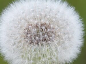 Close-up of a fluffy dandelion seed head, with fine details of the seeds ready for dispersal.