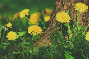 Yellow dandelion flowers blooming in lush green grass near a tree trunk.