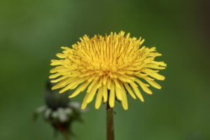 A single dandelion flower stands in sharp focus against a soft green background."