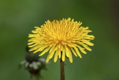 A single dandelion flower stands in sharp focus against a soft green background."