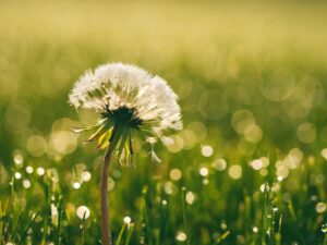 A dandelion seed head glows in the soft light of a sunlit meadow.