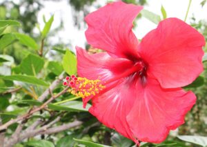 A vibrant pink hibiscus flower in full bloom with prominent yellow stamen and red pistils.