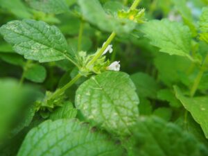 Close-up of lemon balm leaves and delicate flower buds, showcasing the plant's natural beauty and potential for herbal use