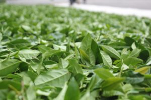 Freshly harvested green oolong leaves spread out to dry, with a blurred urban background.